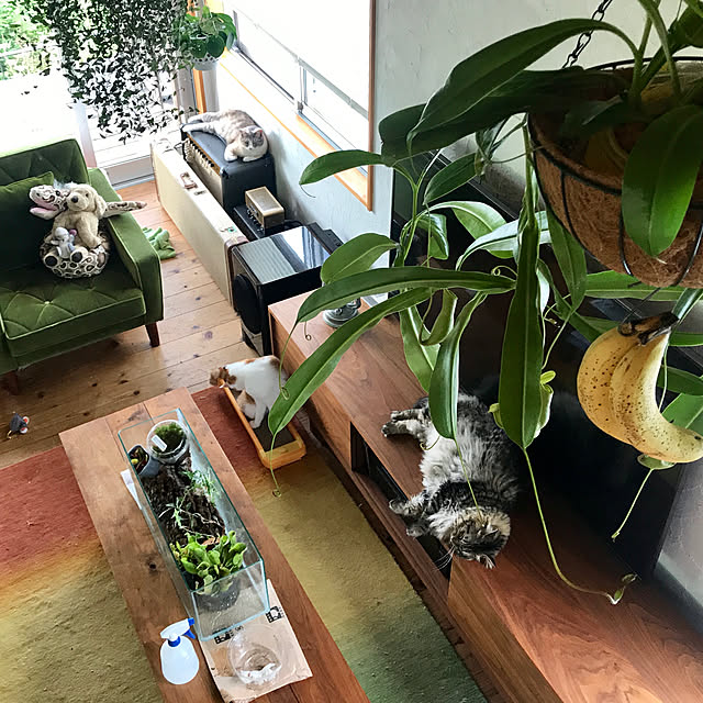 写真付きレビュー】観葉植物/ピレア：ペペロミオイデス2.5号の通販商品口コミ情報 | RoomClipショッピング