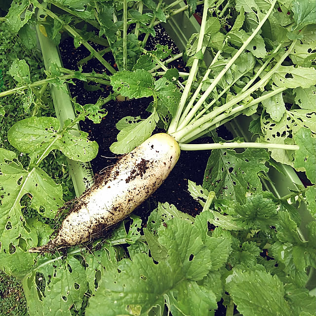 写真付きレビュー 全国送料無料 かわいい大根 小太郎 トーホク 野菜 ハーブ 草花 園芸 栽培 肥料 家庭菜園 球根 苗 種まき 種子 たね タネ 植物 ガーデニング 培養土 じょうろ 松永種苗 フタバ サカタのタネ タキイ種苗 在庫がある商品のみ12時 土日祝を除く まで