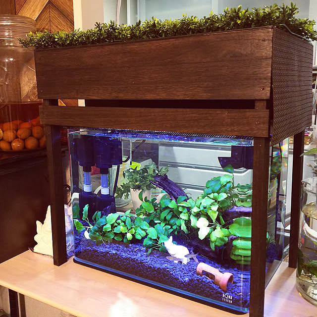 写真付きレビュー 水槽 ニューアール400 40 24 30cm 25l Nr400 アクアシステム 40cm水槽 曲げガラス オールガラス 熱帯魚 メダカ 金魚 水草 レイアウト アクアリウムの通販商品 口コミ情報 Roomclipショッピング