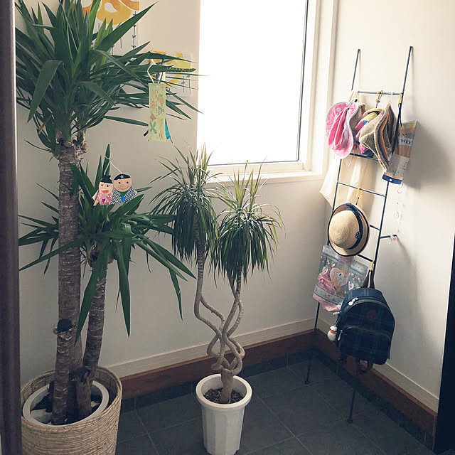 玄関 入り口 伸びすぎたユッカ 観葉植物のお手入れ リュウゼツラン ドラセナコンシンネ などのインテリア実例 18 07 18 16 11 40 Roomclip ルームクリップ