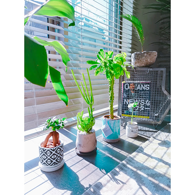 多肉植物 ユーフォルビア オンコクラーダ おしゃれ 観葉植物 珍しい姿 小さめ コンクリpot のレビュー クチコミとして参考になる投稿5枚