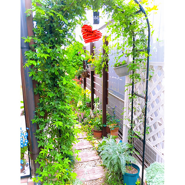 写真付きレビュー 花苗 リシマキア リッシー 1鉢3号 通年販売 取置 春苗 花苗 多年草 黄花 グランドカバー ハンギング 鉢植え 庭植え カラーリーフ ガーデニング 花壇 Lysimachia Congestifloraの通販商品 口コミ情報 Roomclipショッピング