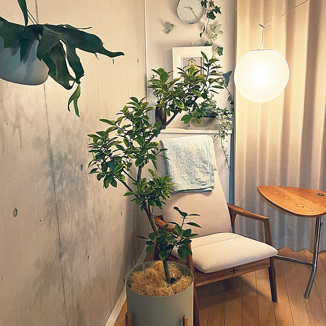 写真付きレビュー 観葉植物 コウモリラン ネザランズ5号鉢入りの通販商品 口コミ情報 Roomclipショッピング
