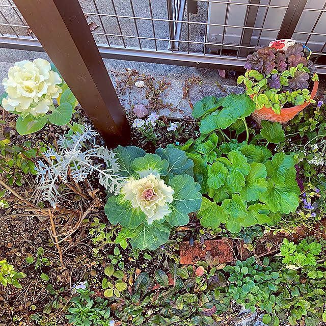 写真付きレビュー 花苗 リシマキア リッシー 1鉢3号 通年販売 取置 春苗 花苗 多年草 黄花 グランドカバー ハンギング 鉢植え 庭植え カラーリーフ ガーデニング 花壇 Lysimachia Congestifloraの通販商品 口コミ情報 Roomclipショッピング