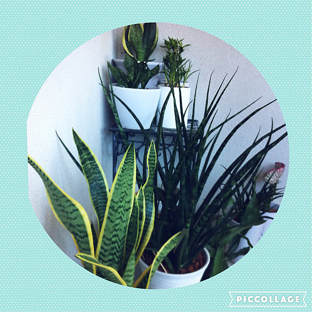 写真付きレビュー】花ごころ サンセベリアの土 5lの通販商品口コミ情報 | RoomClipショッピング 写真付きレビュー】花ごころ サンセベリアの土 5lの通販商品口コミ情報 | RoomClipショッピング