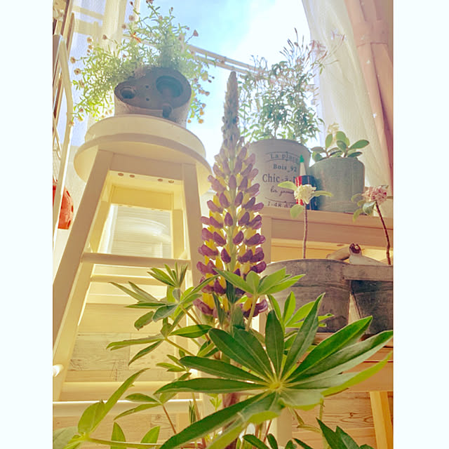 写真付きレビュー 花苗 はなかんざし 1鉢 3 3 5号 お届け中 Helipterum Rosem 花かんざし ハナカンザシ 花苗 ガーデン苗 寄せ植え ガーデニング ガーデン 春苗の通販商品 口コミ情報 Roomclipショッピング