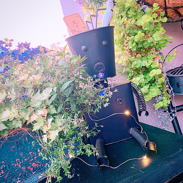 ベロニカ オックスフォードブルー 3号ポット苗グランドカバー カラーリーフ ブルーガーデン イングリッシュガーデンのレビュー クチコミとして参考になる投稿42枚 Roomclip ルームクリップ