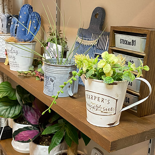 お試し カラテア オルビフォリア 白色 プラスチック鉢 4号 Calathea Orbifolia クズウコン 敬老の日 ポイント消化 観葉植物のレビュー クチコミとして参考になる投稿11枚 Roomclip ルームクリップ