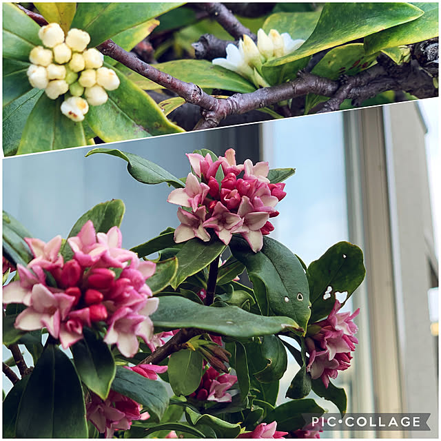 写真付きレビュー ジンチョウゲ 苗木 沈丁花 1株 花木苗の通販商品 口コミ情報 Roomclipショッピング