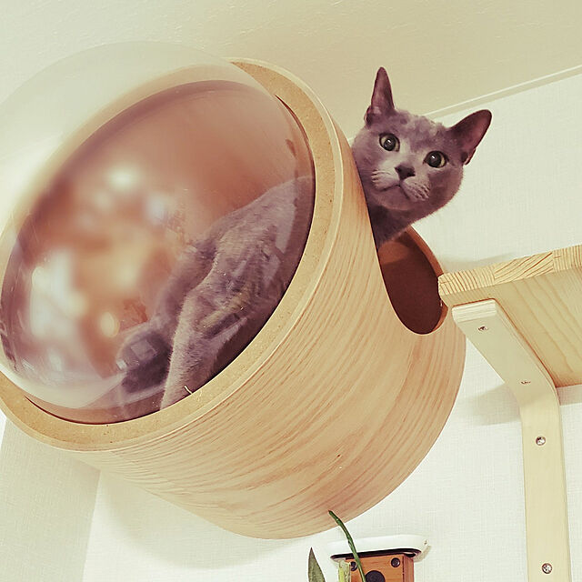 MYZOO 宇宙船 猫ハウス ペット用ベッド ドーム状 壁付け対応 床置き 
