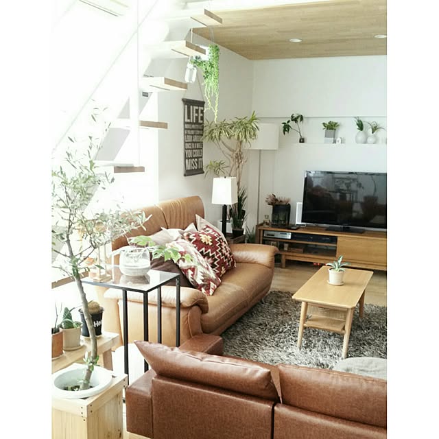 サンセベリア ファーンウッド ミカド 3号 サンスベリア 品薄 人気観葉植物 のレビュー クチコミとして参考になる投稿35枚 Roomclip ルームクリップ