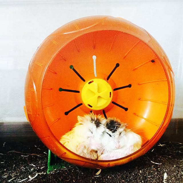 マルカン ミニマルランド くるくるフラワー マルチカラー M サイズのレビュー 口コミとして参考になる投稿5枚
