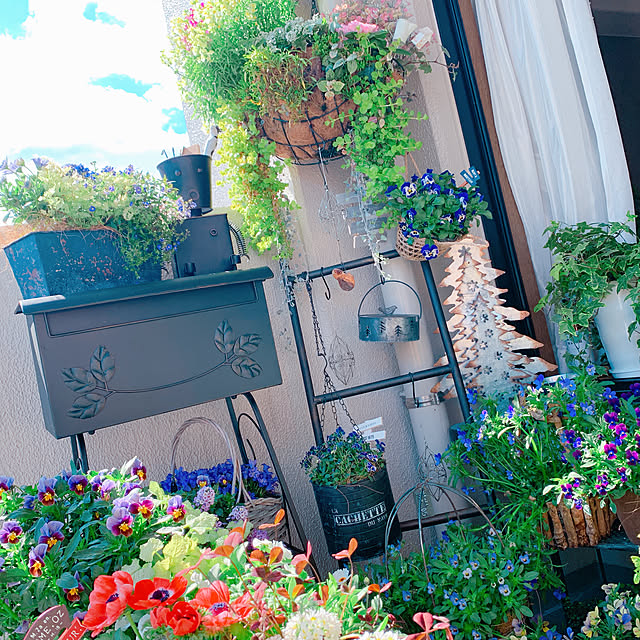 ベロニカ オックスフォードブルー 3号ポット苗グランドカバー カラーリーフ ブルーガーデン イングリッシュガーデンのレビュー クチコミとして参考になる投稿42枚 Roomclip ルームクリップ