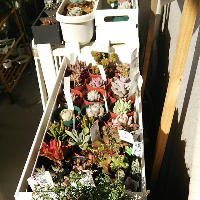 Sale 抜き苗 センセーション Sensaition 2号鉢 エケベリア 多肉植物 赤いフチ 美苗のレビュー クチコミとして参考になる投稿8枚 Roomclip ルームクリップ Sale 抜き苗 センセーション Sensaition 2号鉢 エケベリア 多肉植物 赤いフチ 美苗のレビュー クチコミとして参考になる投稿8枚 Roomclip ルームクリップ