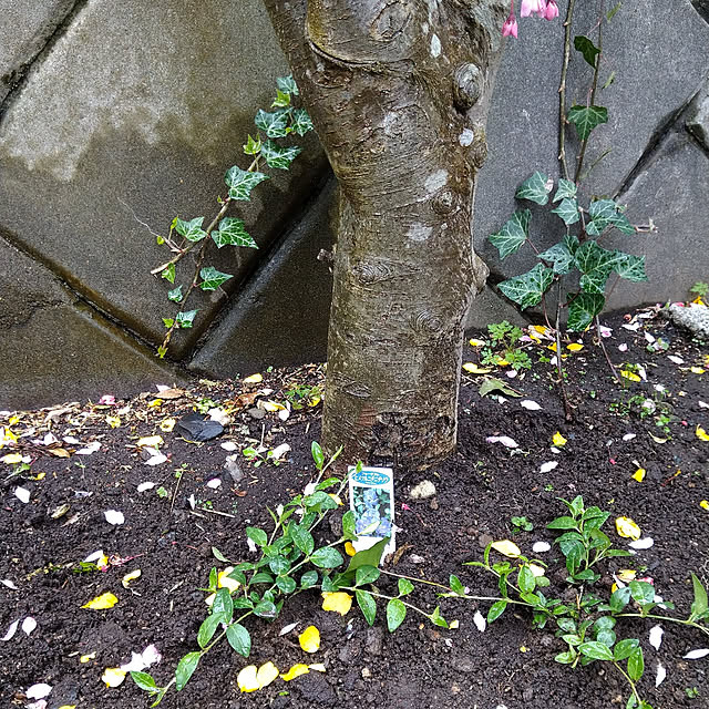 写真付きレビュー 姫ツル日々草 ビンカ ミノール ブルーダブル の通販商品 口コミ情報 Roomclipショッピング