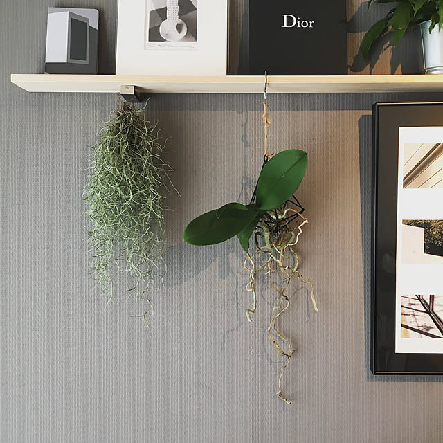 ダイソー エアプランツホルダーのまとめページ Roomclip ルームクリップ