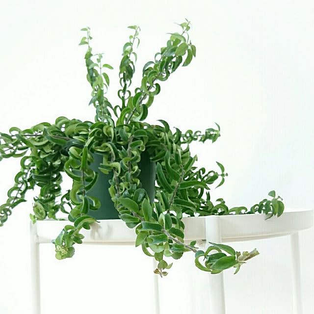 エスキナンサス ラスタ 5号吊り鉢 希少品 観葉植物 多肉植物 夏 日除け 開業祝 開店祝 移転祝い お誕生日 各種ギフト お供えに のレビュー クチコミとして参考になる投稿2枚 エスキナンサス ラスタ 5号吊り鉢 希少品 観葉植物 多肉植物 夏 日除け 開業祝 開店祝 移転祝い お誕生日 各種ギフト お供えに のレビュー クチコミとして参考になる投稿2枚