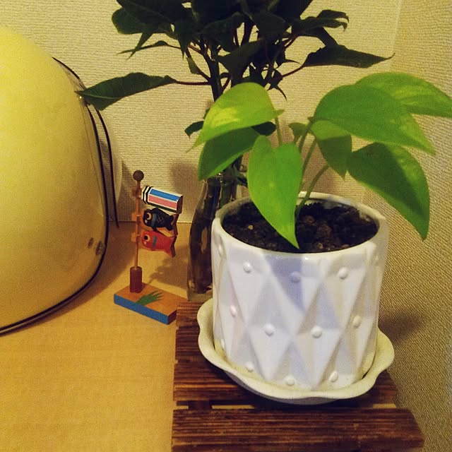 サンクライム 水耕栽培 苗 ポトス ライムのレビュー 口コミとして参考になる投稿2枚 Roomclip ルームクリップ