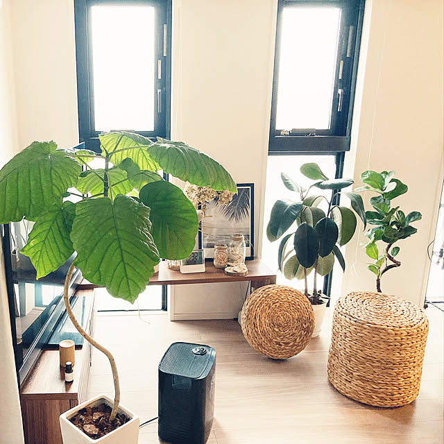 観葉植物 フィカス ウンベラータ ゴム 曲がり仕立て ロングスクエア陶器鉢植え 7号サイズ 大型 おしゃれ お祝い インテリア 人気 ギフト プレゼント 開店祝い 新築祝い 誕生日祝い 結婚祝い おしゃれ スタイリッシュ 送料無料のレビュー クチコミとして参考になる投稿 観葉植物 フィカス ウンベラータ ゴム 曲がり仕立て ロングスクエア陶器鉢植え 7号サイズ 大型 おしゃれ お祝い インテリア 人気 ギフト プレゼント 開店祝い 新築祝い 誕生日祝い 結婚祝い おしゃれ スタイリッシュ 送料無料のレビュー クチコミとして参考になる投稿