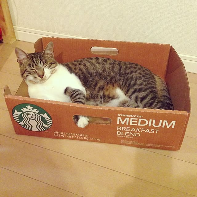 リビング/ねこ部/スタバ♡LOVEのインテリア実例 - 2014-06-19 20:47:22