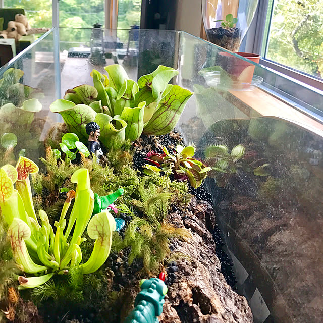 写真付きレビュー 食虫植物 ハエトリソウ 2 5 3号 1ポット の通販商品 口コミ情報 Roomclipショッピング