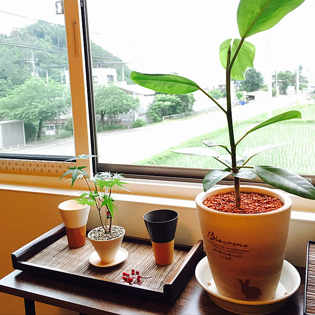 棚/植木鉢/植物/木目/観葉植物/雑貨&hellip;などのインテリア実例 20180610 205751 ｜ RoomClip（ルームクリップ）