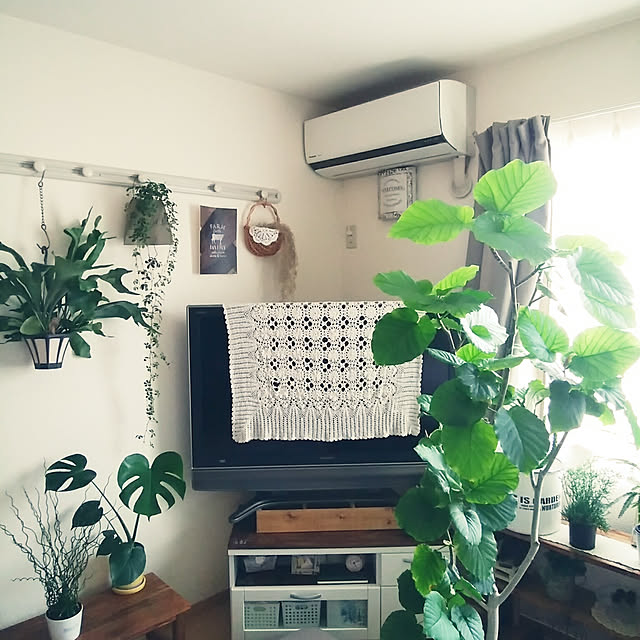 写真付きレビュー 観葉植物 送料無料 モンステラ 14cmスクエア陶器鉢植えホワイト ブラック九州 北海道 沖縄へのお届けは別途送料が掛かりますの通販商品 口コミ情報 Roomclipショッピング