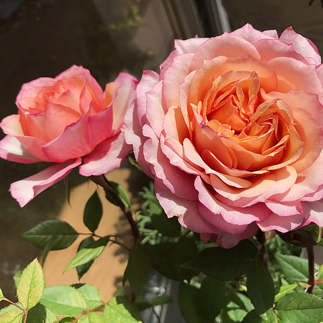 写真付きレビュー 母の日 天皇杯受賞 デイリーローズ 丁寧に植え込んだバラの鉢植え 花色指定 母の日 ギフト プレゼント 嬉しい メッセージカード 5月8日 フラワーギフト 花 鉢花 四季咲き 生花 バラ ミニバラ 専門店 安心品質 鉢植えの通販商品 口コミ情報
