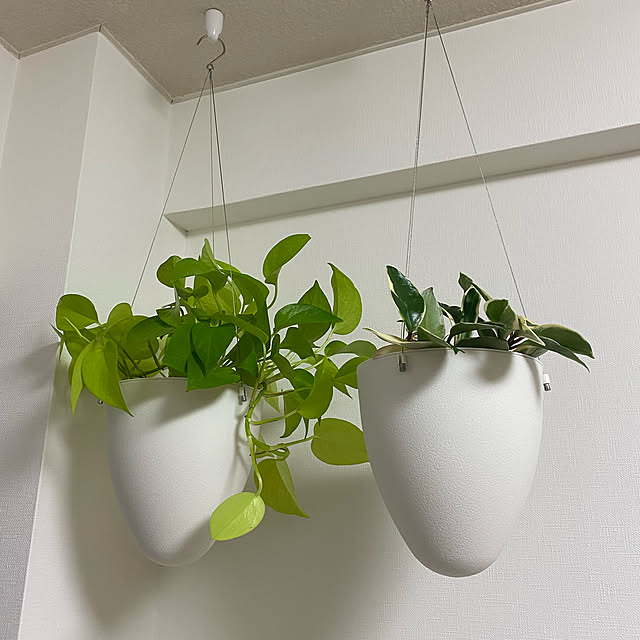 Sungmorプラスチック製自己散水プランターポット 3個セット 卵殻形 モダンスタイルフラワーポット 多肉植物 空気プランター ハーブ サボテンクモ 植物ポットコンテナー 美しい家の装飾のレビュー クチコミとして参考になる投稿9枚 Roomclip ルームクリップ