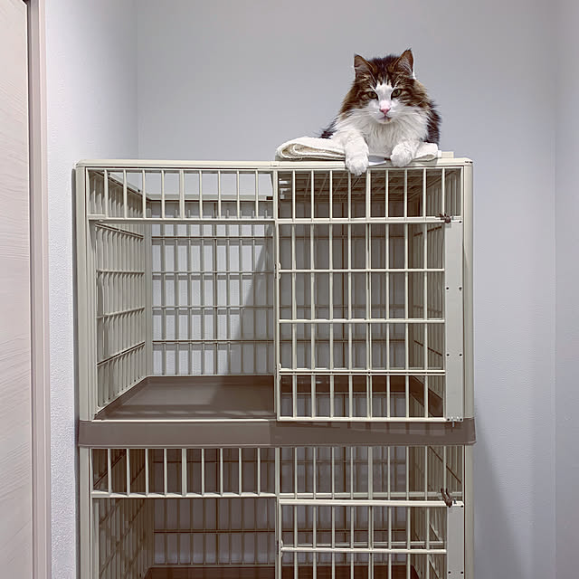 お話中 アイリスオーヤマ プラケージ 813 ピンク【猫】