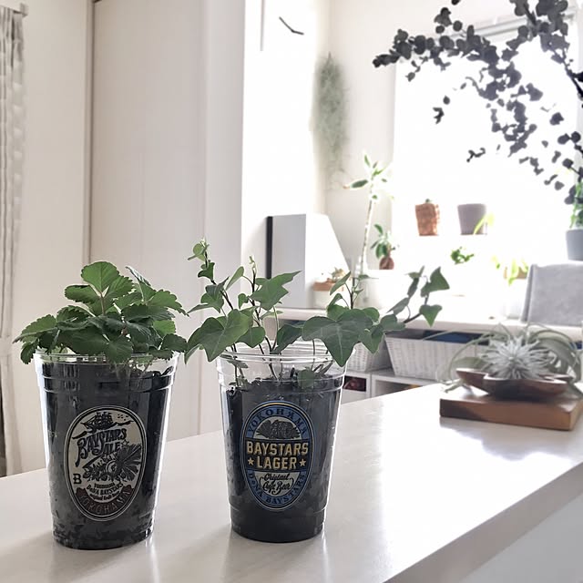 21人気新作 i pot185 炭植え 観葉植物 ハイドロカルチャー 水耕栽培 インテリアグリーン 21人気新作 i pot185 炭植え 観葉植物 ハイドロカルチャー 水耕栽培 インテリアグリーン