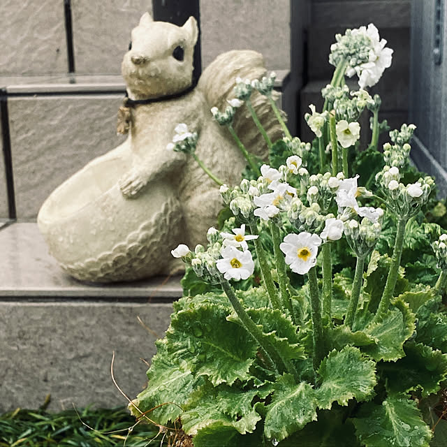 ガーデニング雑貨 アンティーク調ガーデンオーナメント りすの小物入れ ガーデン オーナメント ガーデニング 雑貨 置物 庭 オブジェ 動物 おしゃれ かわいいのレビュー クチコミとして参考になる投稿9枚