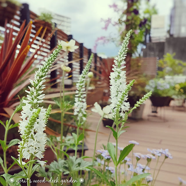 写真付きレビュー ベロニカ トラノオ ベイビーホワイト の通販商品 口コミ情報 Roomclipショッピング