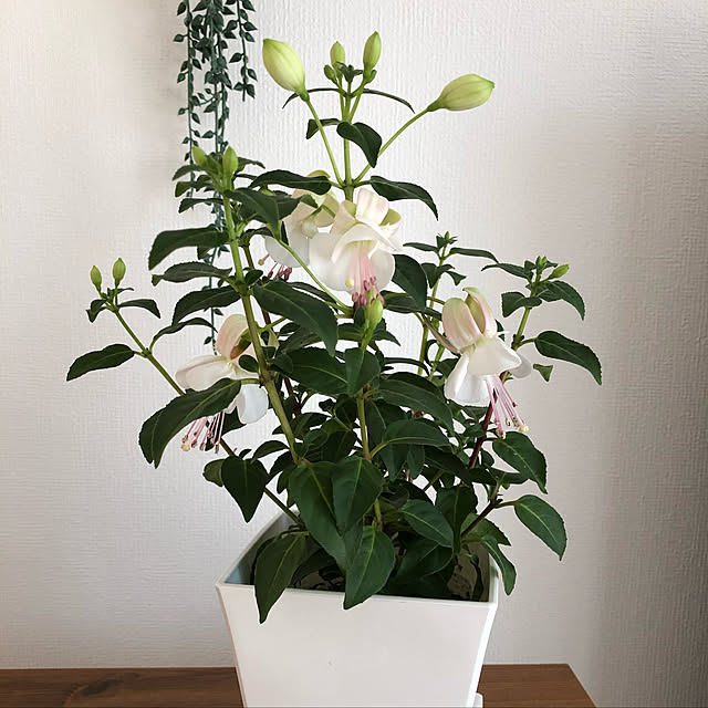 写真付きレビュー 草花の苗 フクシア ホクシア プーニー ホワイト3 5号ポットの通販商品 口コミ情報 Roomclipショッピング