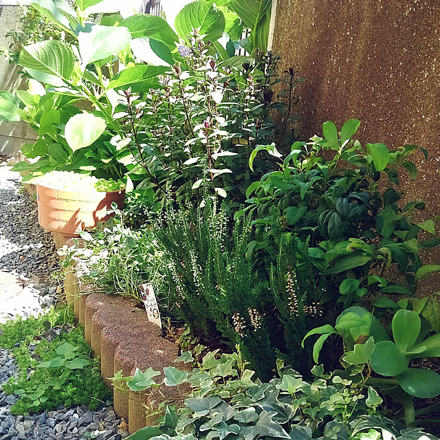 写真付きレビュー 1株から販売 良株 ロングアイビー斑入り苗 2 5 3号ポット 寄せ植え ベランダガーデン 夏花壇 寄せ植え の通販商品 口コミ情報 Roomclipショッピング