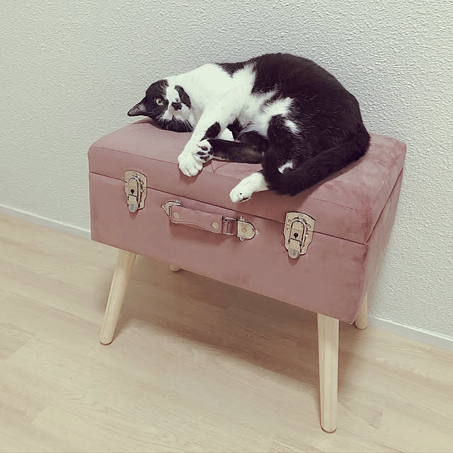 不二貿易 スツール おしゃれ トランク型スツール ミント ネイビー ローズ ブラウン グレー メーカー直送品 かわいい チェア イス 収納 収納付き 椅子 いすのレビュー 口コミとして参考になる投稿2枚