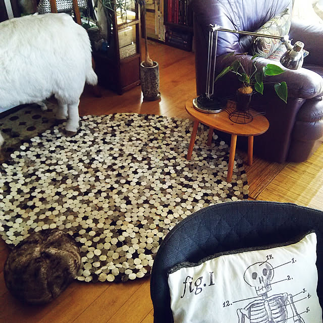 観葉植物 希少品種 ブラキキトン ボトルツリー 角プラポット 現品 大型佐川急便のレビュー クチコミとして参考になる投稿3枚 Roomclipショッピング 観葉植物 希少品種 ブラキキトン ボトルツリー 角プラポット 現品 大型佐川急便のレビュー クチコミとして参考になる投稿3枚 Roomclipショッピング