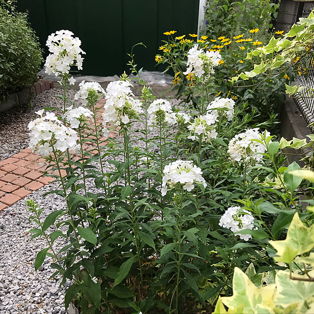 花ひろばオンライン フロックス ミルクスチョイス 6号ポット大苗 オイランソウ 宿根草 苗 多年草 耐寒性 日陰のレビュー 口コミとして参考になる投稿1枚 Roomclip ルームクリップ