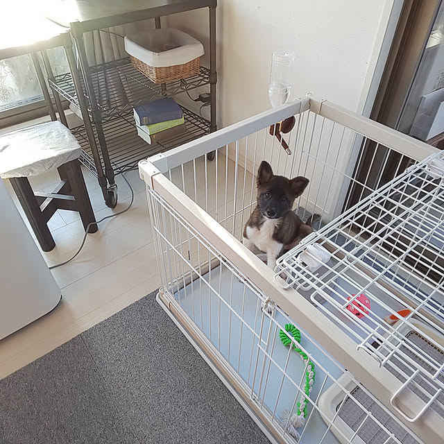 犬 ゲージ ペットサークル ケージ ゲージ サークル 犬 ケージ いぬ ペットケージ 木製風 犬用 ペット ペット用 室内 室内サークル トレー付き 多頭飼い ハウス トレー アイリスオーヤマ ウッディサークル Pwsr 960l おしゃれ 防災 避難 Sutu のレビュー クチコミとして