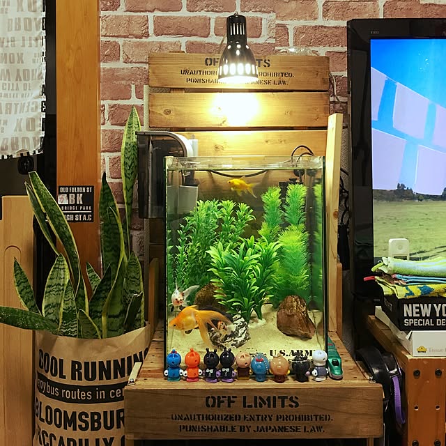 エーハイム 2211セット水槽のレビュー クチコミとして参考になる投稿3枚 Roomclip ルームクリップ エーハイム 2211セット水槽のレビュー クチコミとして参考になる投稿3枚 Roomclip ルームクリップ