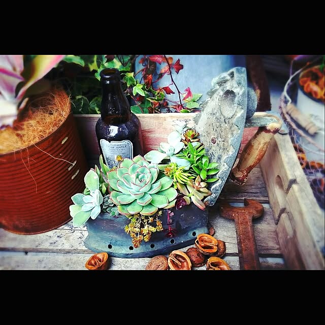 多肉植物/植物のある暮らし/ジャンクスタイル/古道具/NO GREEN NO LIFE...などのインテリア実例 - 2016-03-11 13:52:45