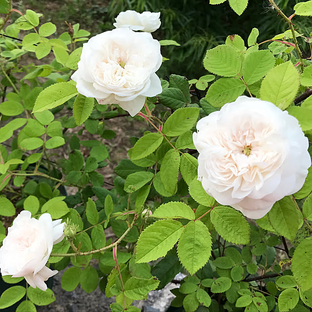 写真付きレビュー 予約新苗 バラ苗 マダムアルディ マダムハーディ D白 国産苗 新苗 オールドローズ ダマスクローズ J Oc10 5月末頃までにお届けの通販商品 口コミ情報 Roomclipショッピング