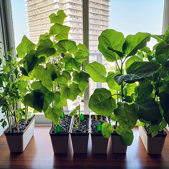 写真付きレビュー P5倍 植物育成ライト Led 植物育成 観葉植物 多肉植物育成 育成ライト 植物 ライト 80led 40w 室内栽培 水耕栽培 野菜工場 Ledライト 3モード調色 9段階調光 360度調整 タイマー機能 梅雨時期 冬 日照不足解消 省エネ Usb電源式 クリップ式の通販