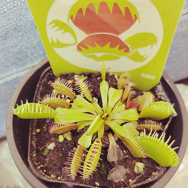 写真付きレビュー 食虫植物 ハエトリソウ 2 5 3号 1ポット の通販商品 口コミ情報 Roomclipショッピング 写真付きレビュー 食虫植物 ハエトリソウ 2 5 3号 1ポット の通販商品 口コミ情報 Roomclipショッピング