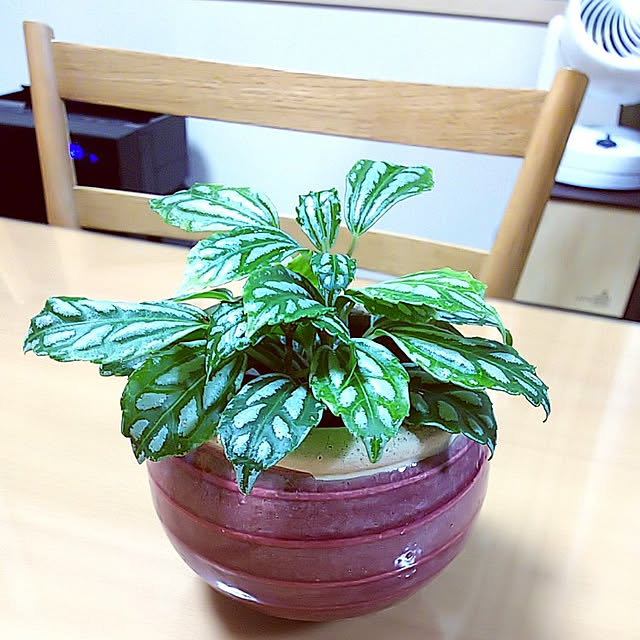 写真付きレビュー あかぎ園芸 ゼオライト １kg の通販商品 口コミ情報 Roomclipショッピング