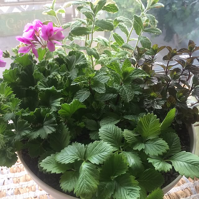 ローズゼラニウム ハーブ苗 虫除け 蚊取り草