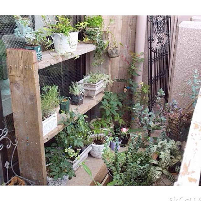 玄関/入り口/足場板DIY/足場板/植物のある暮らし/植物&hellip;などのインテリア実例 20150829 195258