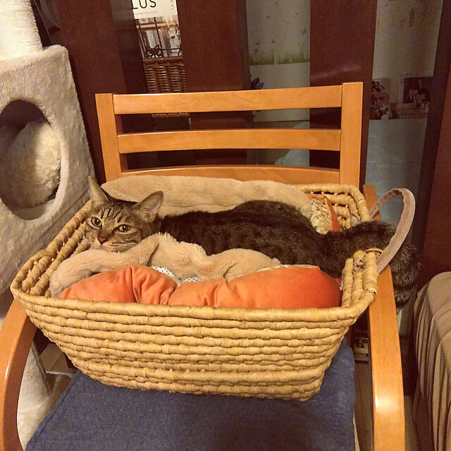 ふく福 面白い ふわふわ ペット犬猫用 ベッド クッション おもしろトースト パン 食べ物 クッション マット 食パン型座布団 40x40cmのレビュー クチコミとして参考になる投稿1枚 Roomclip ルームクリップ