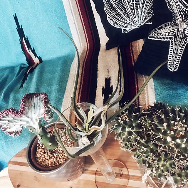 エアープランツ 大 おまかせ3種セット インテリア 北欧 雑貨 風水 エアプランツ プレゼント 誕生日 チランジア インテリアグリーン ミニ観葉 観葉植物のレビュー クチコミとして参考になる投稿5枚 Roomclip Item