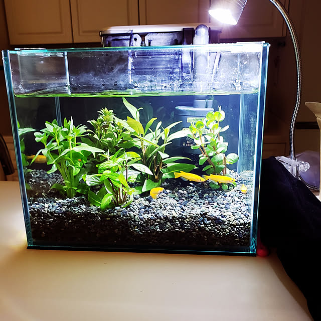 写真付きレビュー 楊貴妃めだか 5匹セット 楊貴妃メダカの通販商品 口コミ情報 Roomclipショッピング